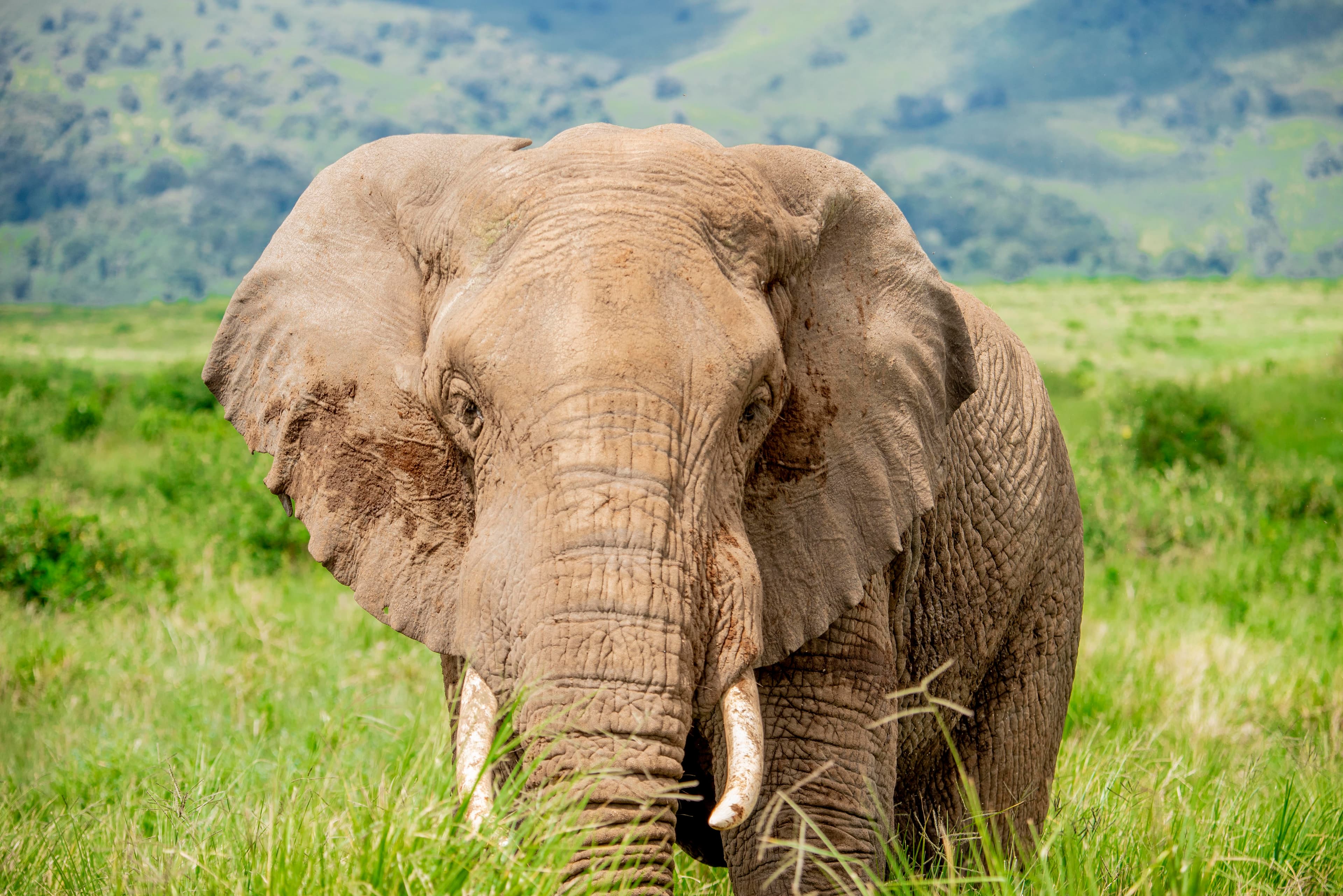 Safari guide with travelers in Tanzania