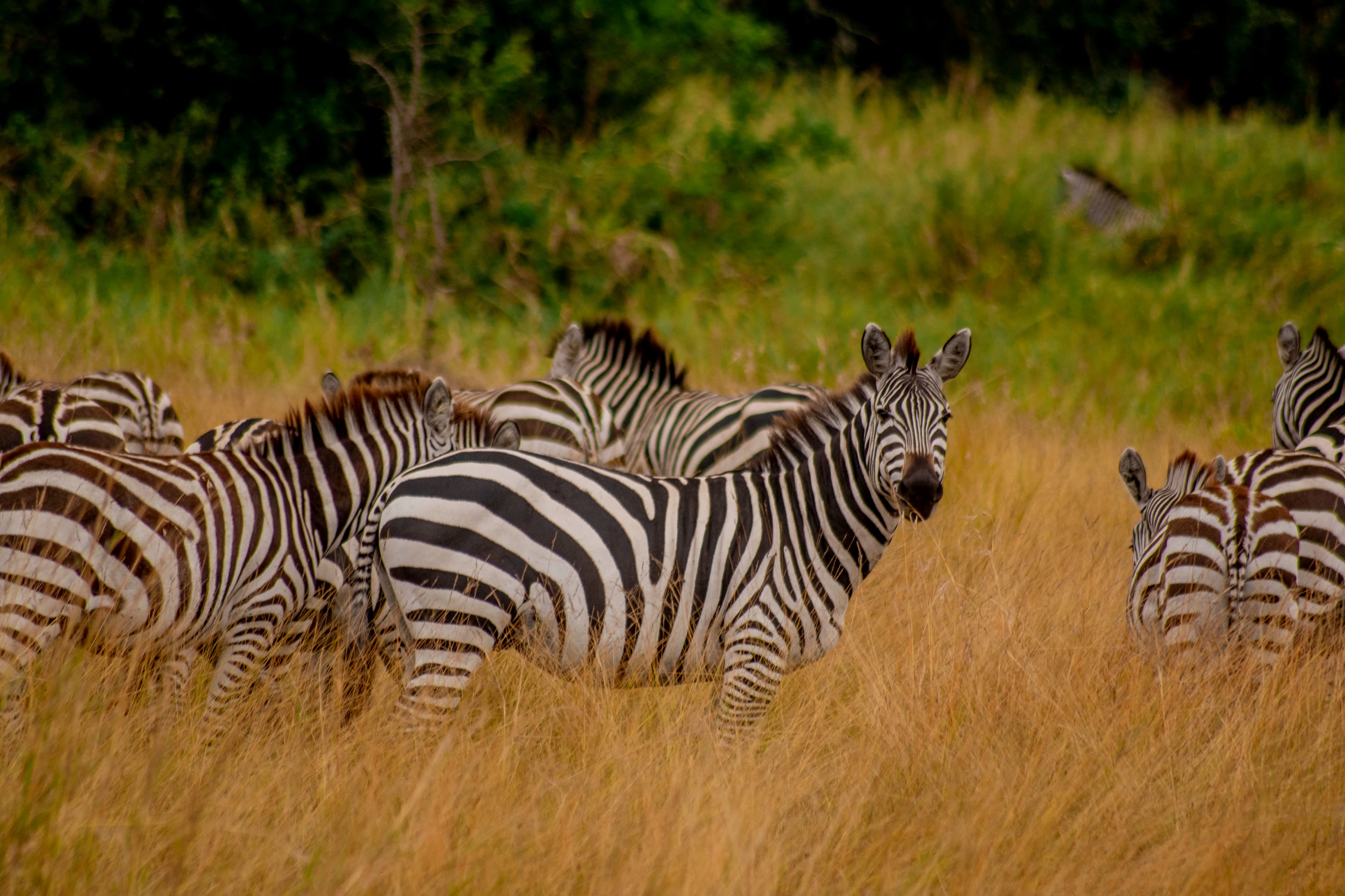Wildlife African Safari