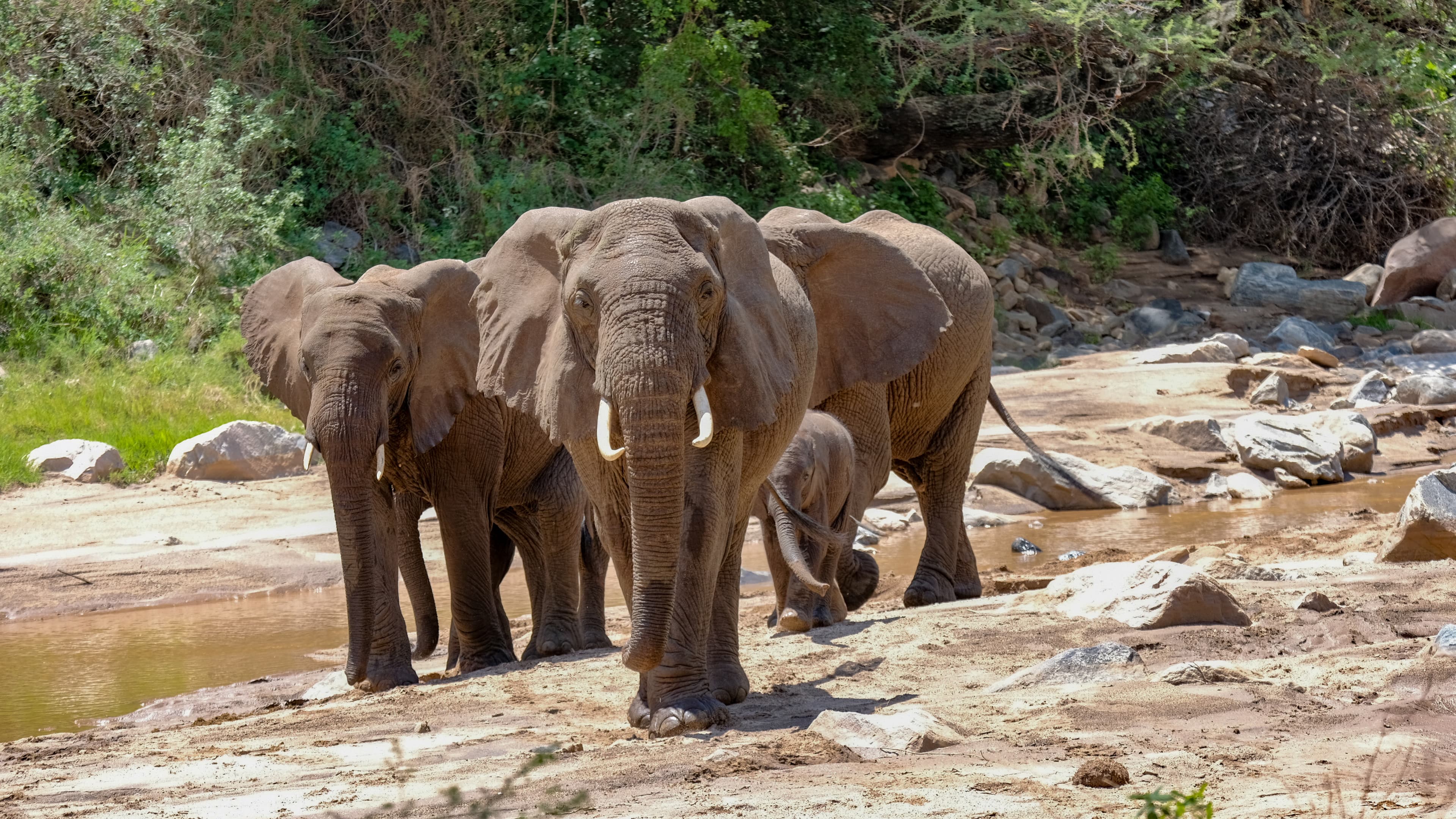 6-Day Tanzania Safari Adventure