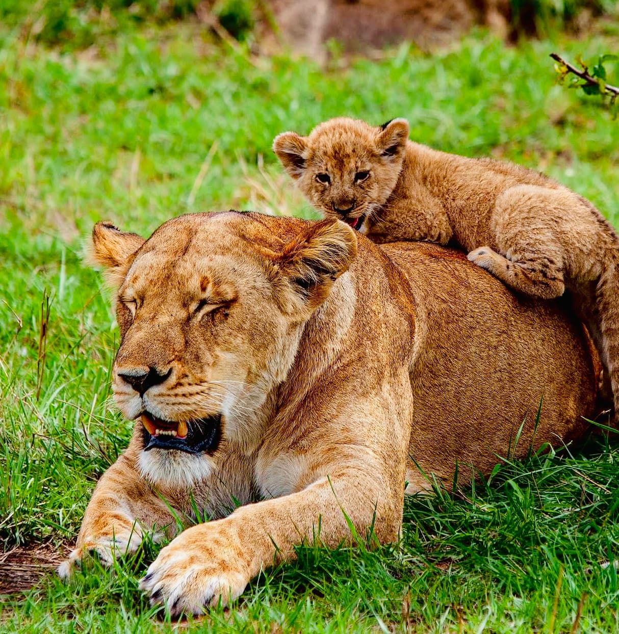 8-Day Luxury Safari Experience