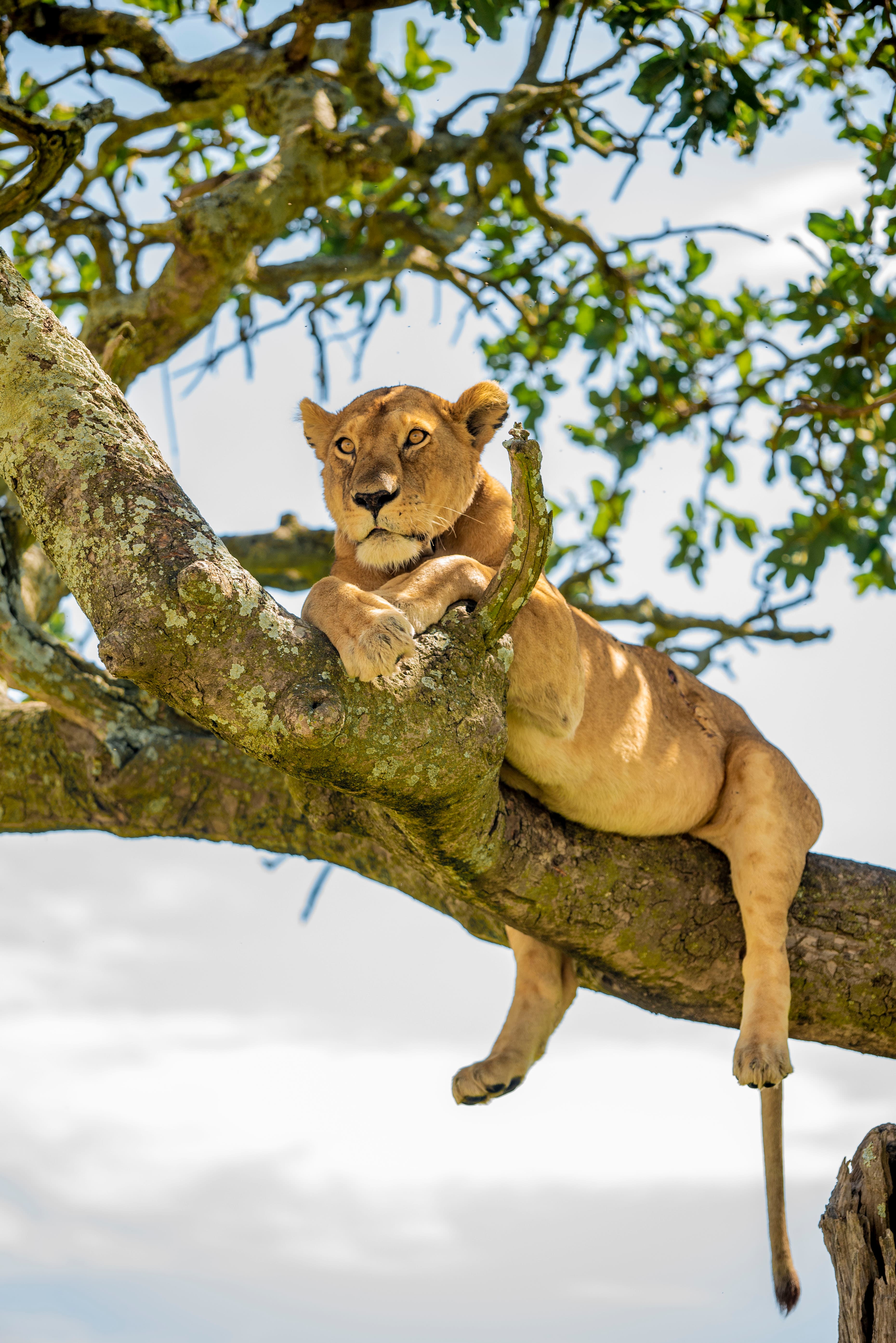 Safari guide with travelers in Tanzania