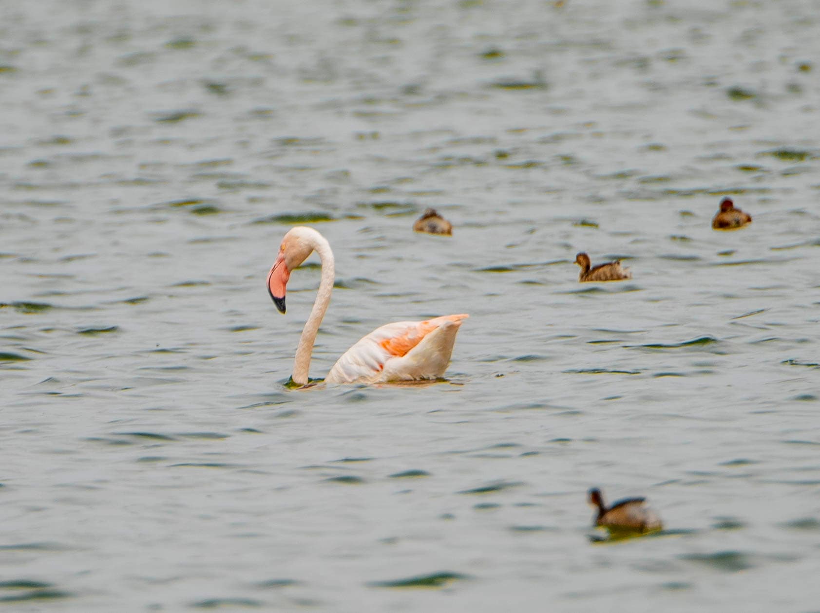 Lake Manyara National Park