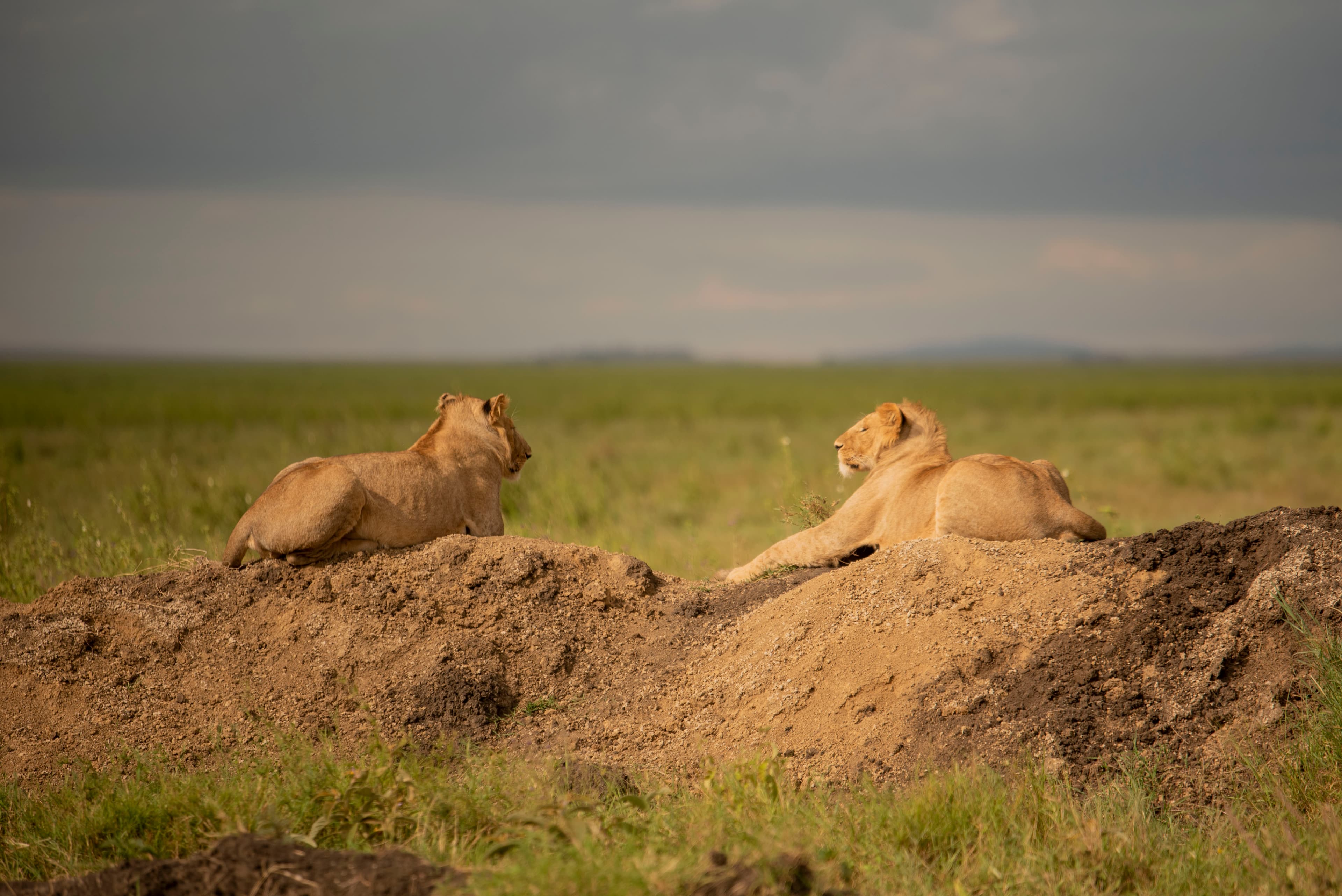 Top 10 Must-See Safari Destinations in Tanzania