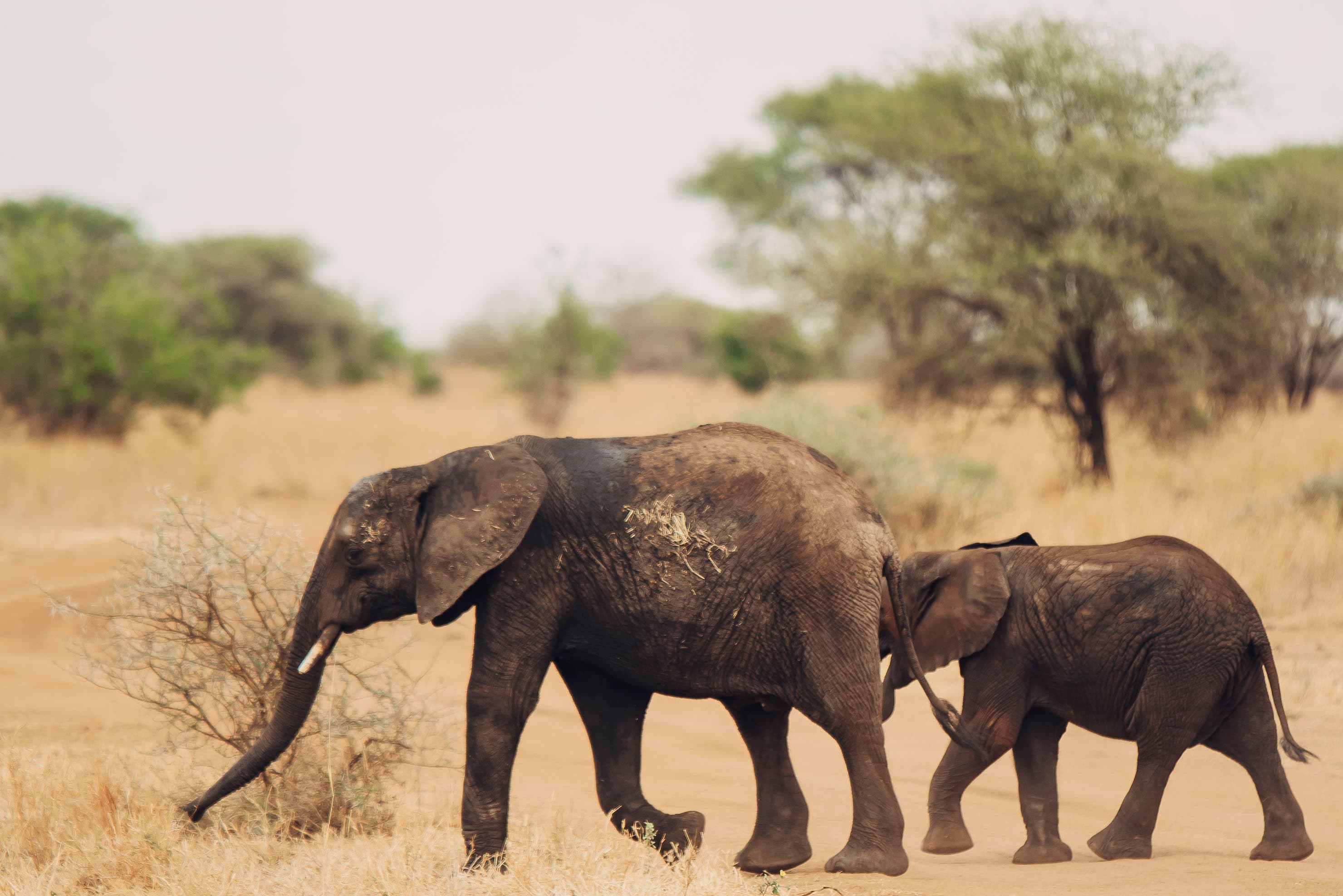 Best Time to Visit Tanzania for Safari and the Great Migration