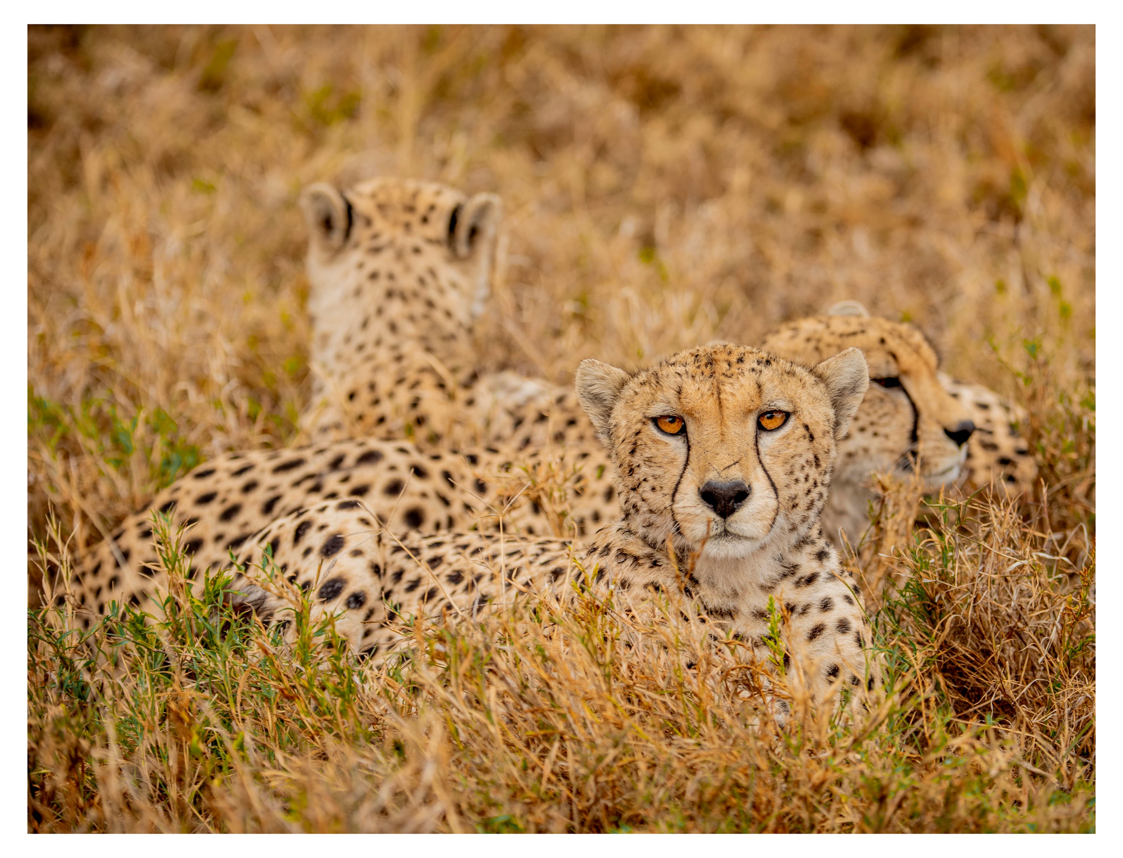 5-Day Serengeti Discovery