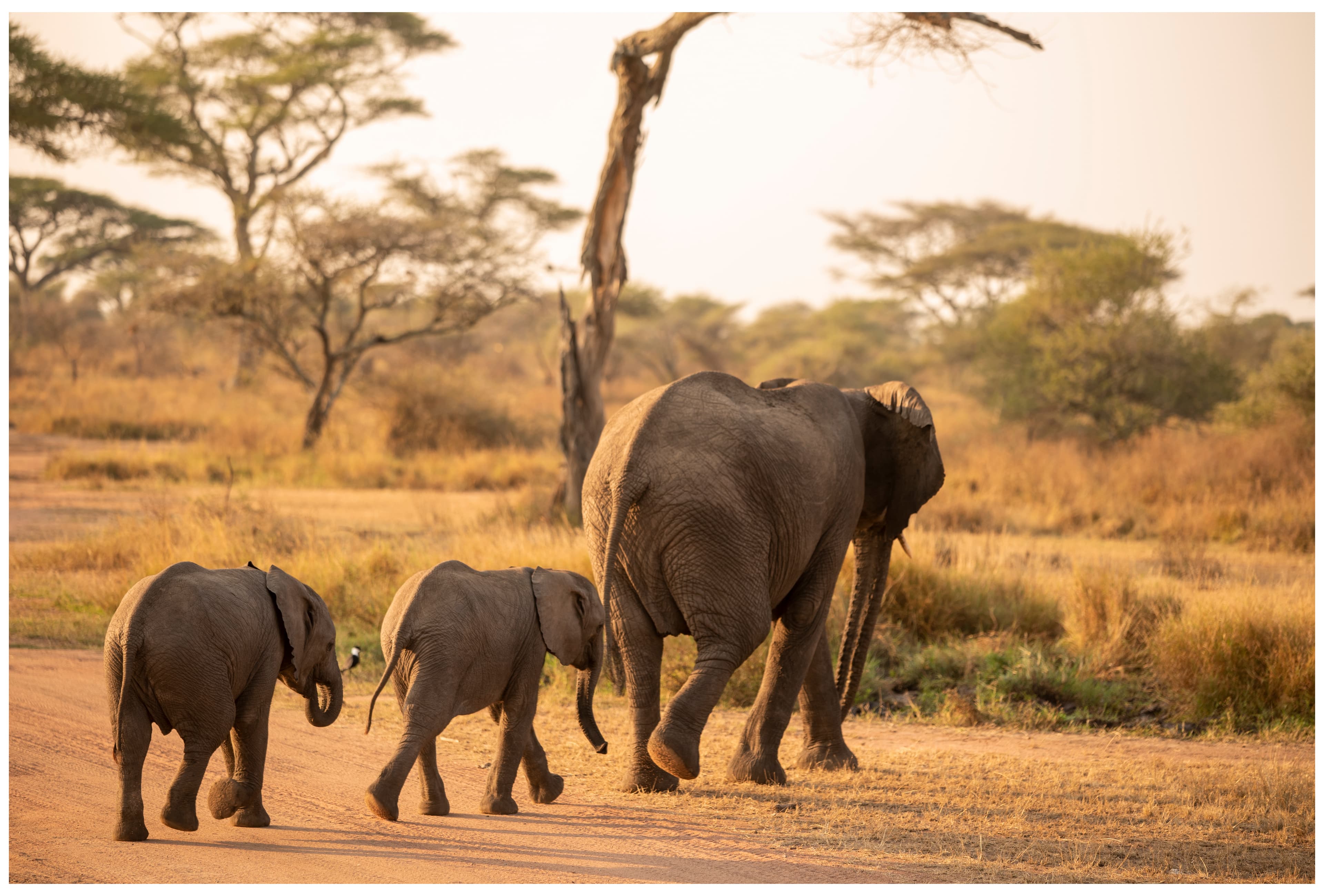 Tarangire National Park